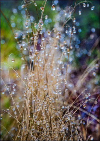 raindrops-on-otherwise-dry-grass-7451